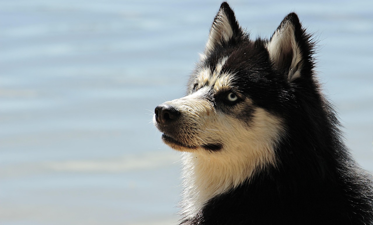 emergency animal hospitals